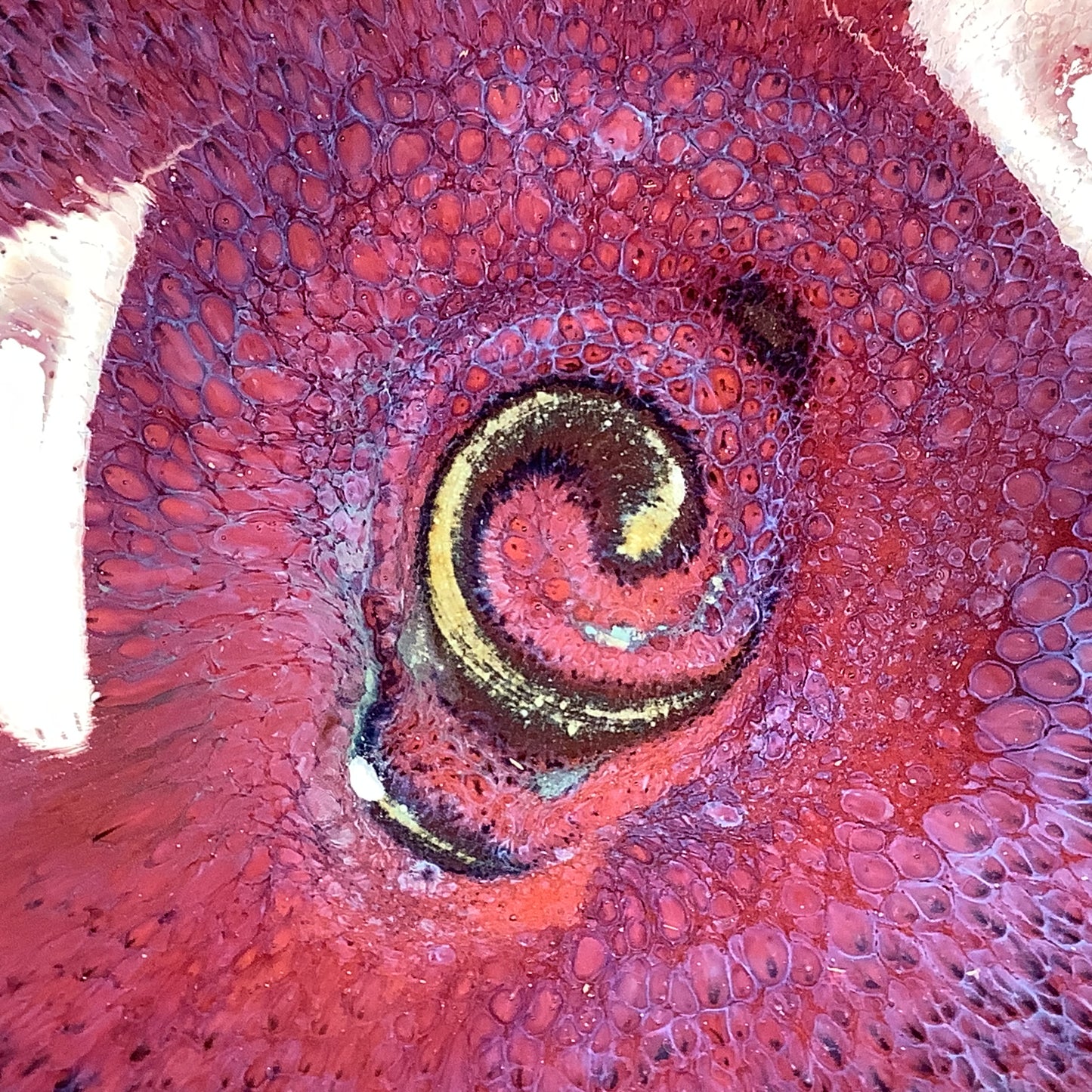 Handmade Ceramic Heart-Shaped Bowl, Red Purple Glaze - Item 4035